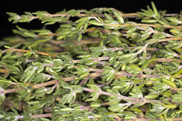 Fresh common thyme