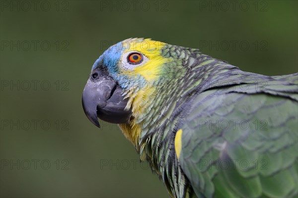 Blue-fronted amazon