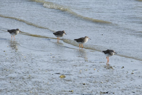 Common redshank