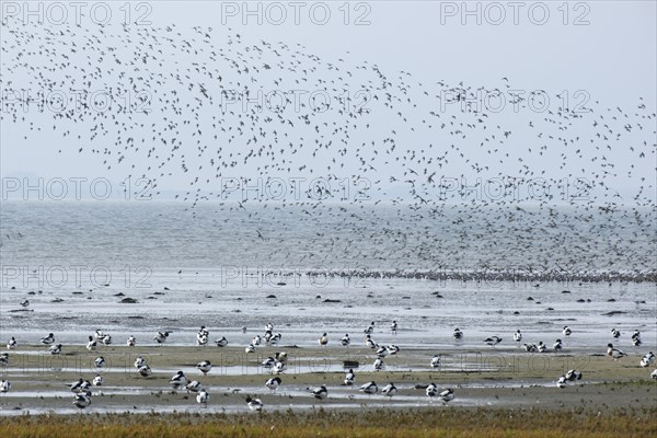 Flock of migratory birds over the North Sea