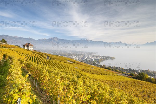 Vineyards in autumn near Chardonne