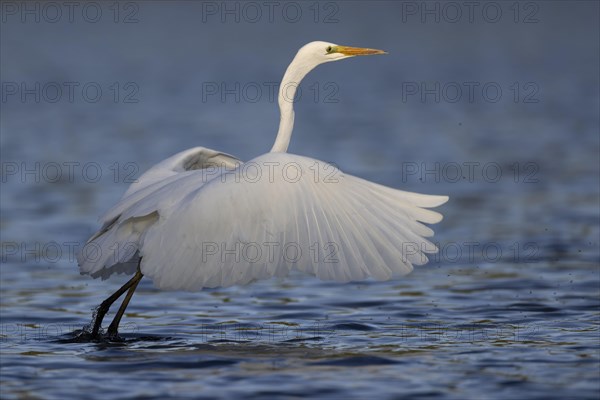 Great egret