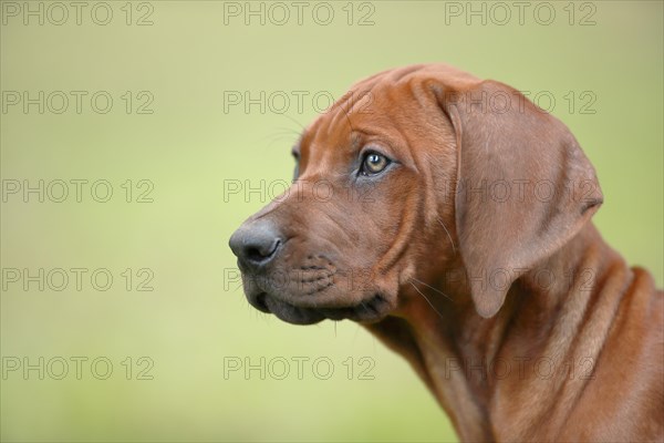 Rhodesian Ridgeback domestic dog