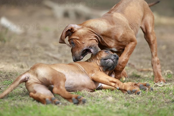 Rhodesian Ridgeback