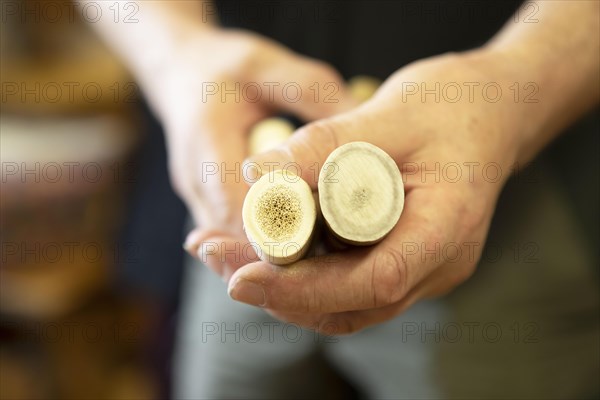 Hands holding pieces of antler from castrated reindeer