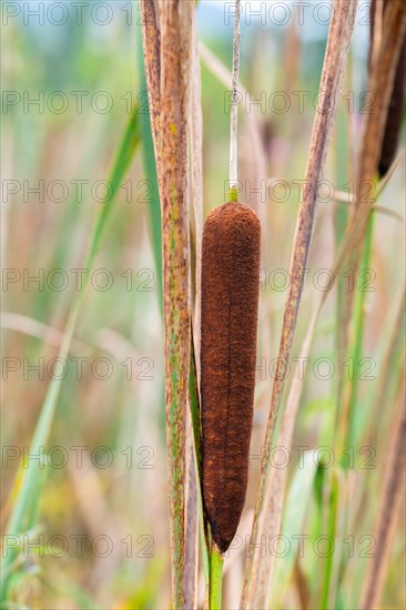 Bulrushes