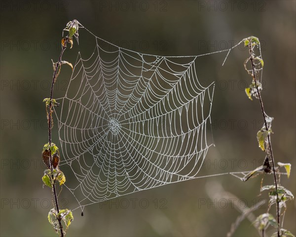 Spider webs with morning dew