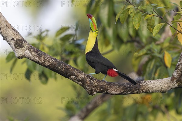 Fishing toucan also called Keel billed Toucan