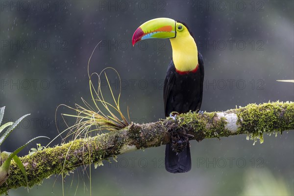 Fishing toucan also called Keel billed Toucan