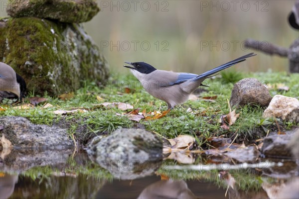 Azure-winged magpie