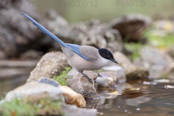 Azure-winged magpie