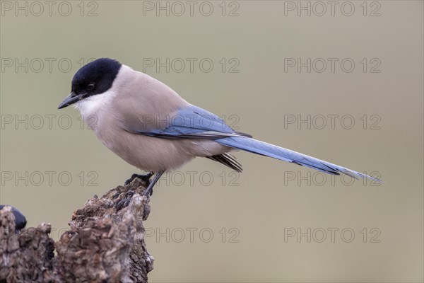 Azure-winged magpie