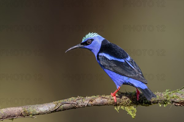 Turquoise Honeycreeper or Red-footed Honeycreeper