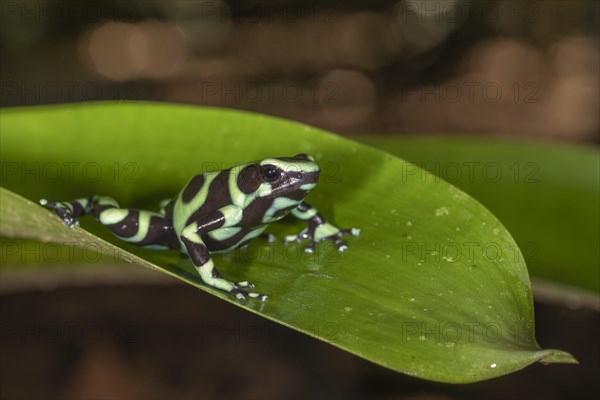 Green and black poison dart frog