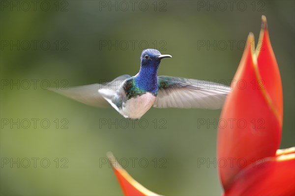 White necked jacobin