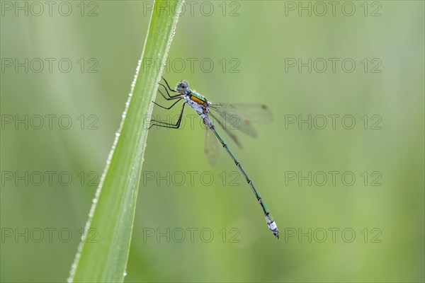 Emerald Damselfly