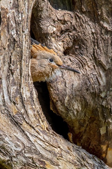 Hoopoe