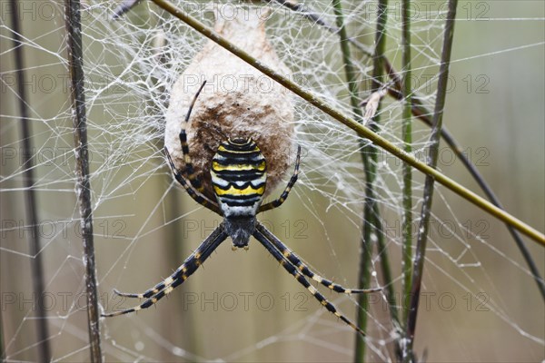 Wasp spider