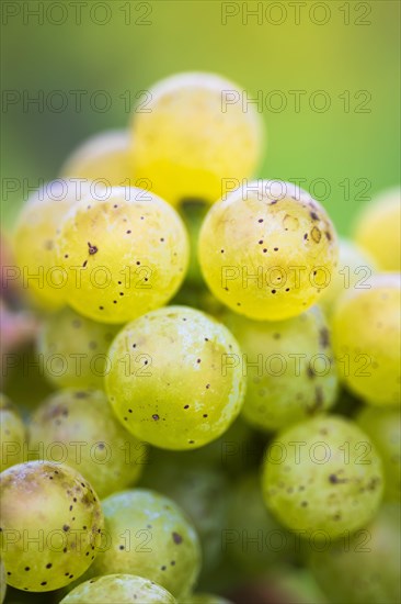 Grapes