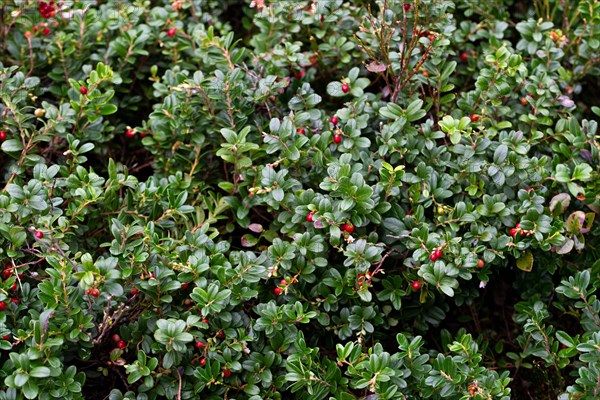 Lingonberry