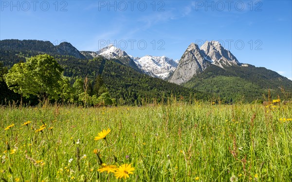 Meadows with meadow flowers in spring