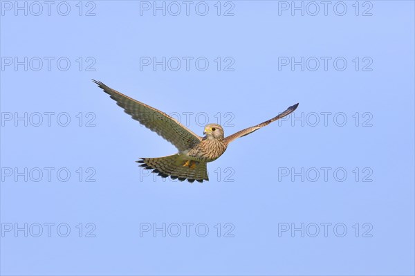 Common kestrel