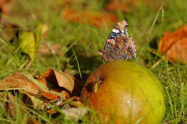 Red admiral