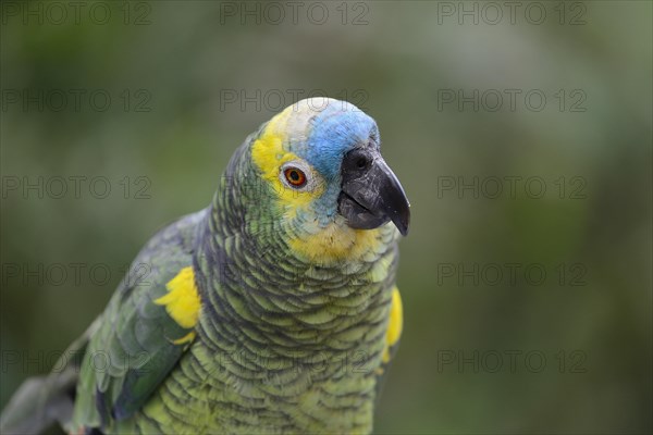 Blue-fronted amazon
