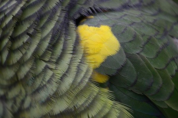 Blue-fronted amazon