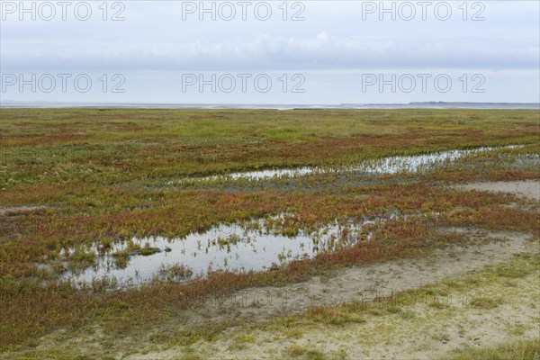 Glasswort