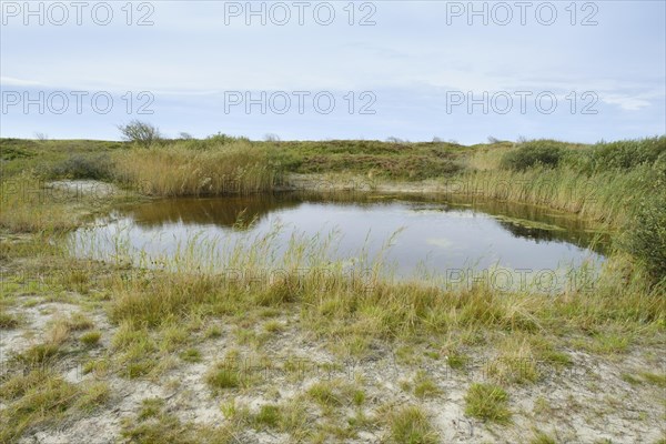 Ice pond in the coastal dune heath