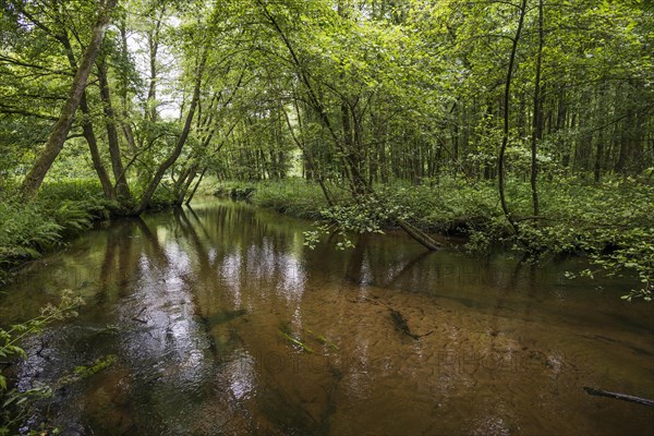 Small river in the forest