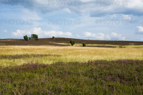 Flowering heath and juniper