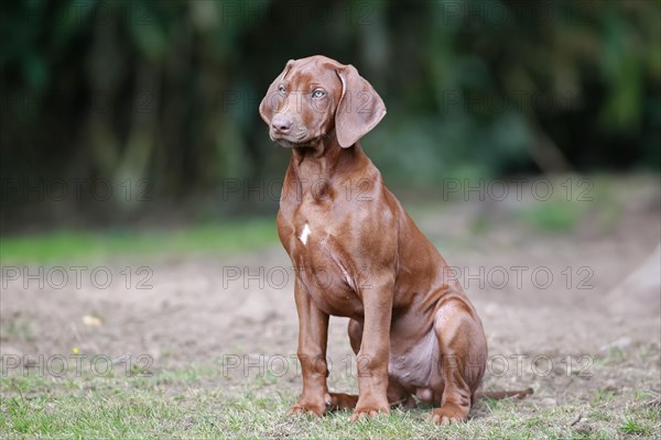 Rhodesian Ridgeback domestic dog