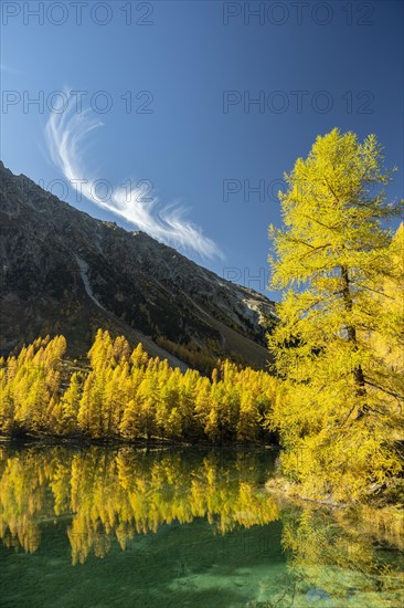 Autumn larch forest at Lake Palpuogna