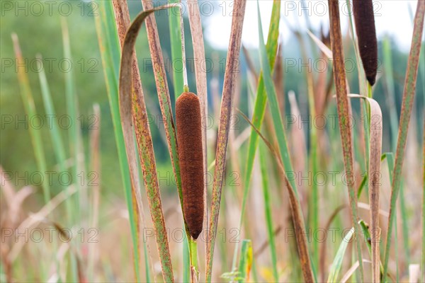 Bulrushes