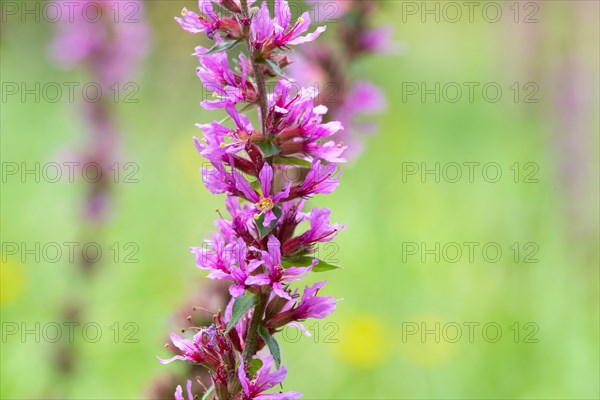 Purple loosestrife