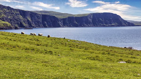 Sheep in a meadow