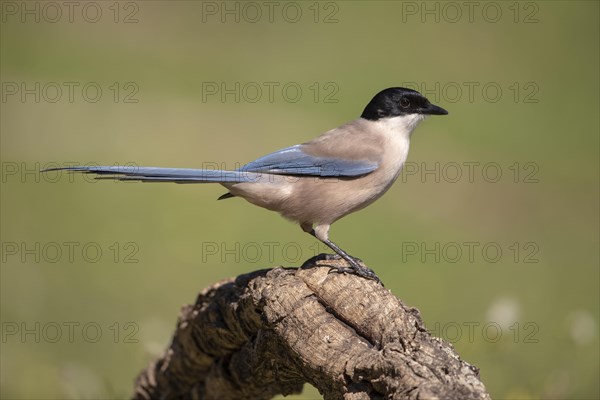 Azure-winged magpie