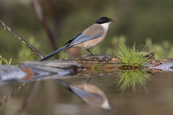 Azure-winged magpie