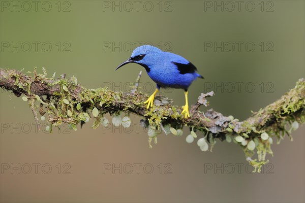 Shining honeycreeper