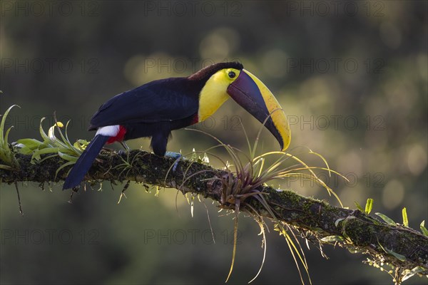 Swainson's toucan or Brown-backed toucan