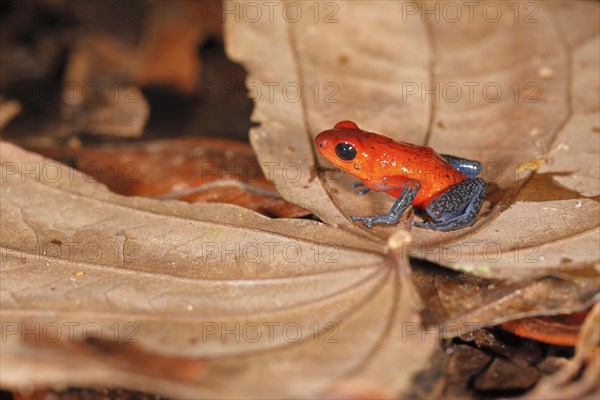 The strawberry poison-dart frog