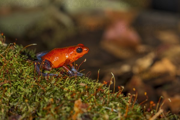 The strawberry poison-dart frog