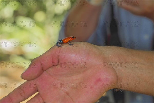 The strawberry poison-dart frog