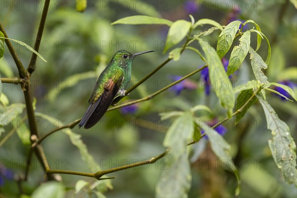 Stripe-tailed Hummingbird