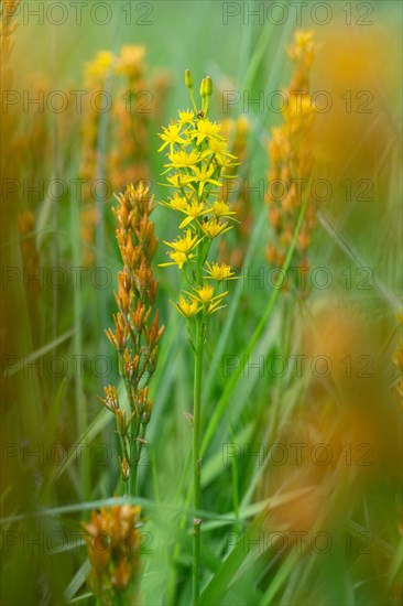 Bog Asphodel