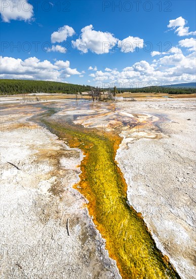 Yellow bacteria and algae in a hot spring at Black Sand Basin and Biscuit Basin