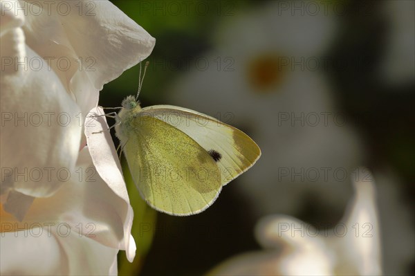 Small white