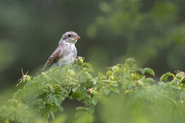 Red-backed shrike